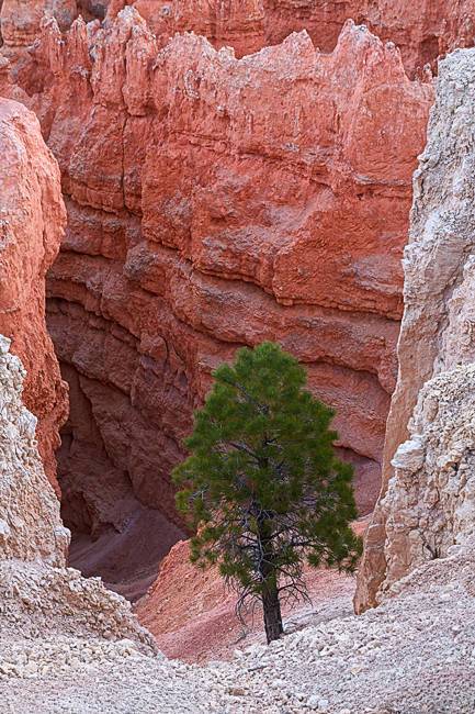 Bryce canyon